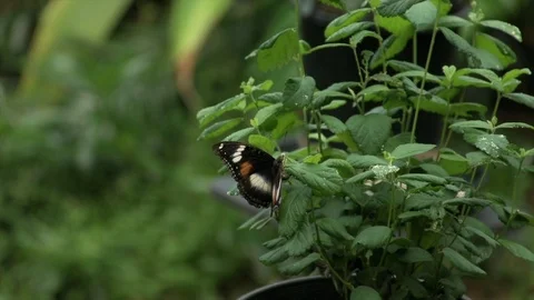 Butterfly 4K 動画素材 112295322