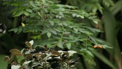 Butterfly 4K 動画素材 112296192