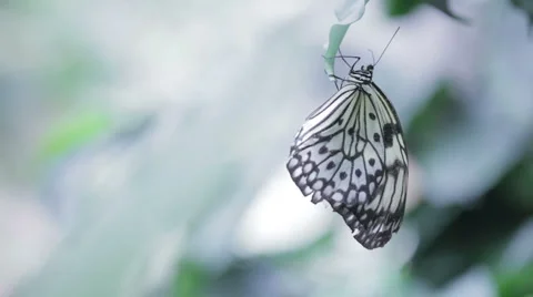 Butterfly 5 Stock Footage 1002364