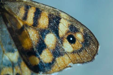 Butterfly 5 Stock Photos