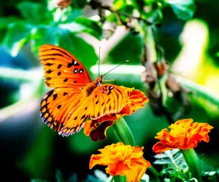 Butterfly 5 Stock Photos