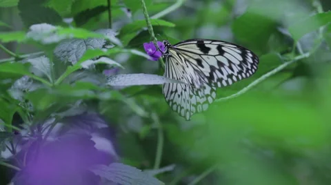 Butterfly 6 Stock Footage 1002356