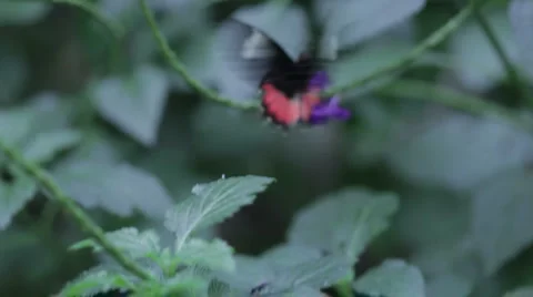 Butterfly 7 Stock Footage 1002352