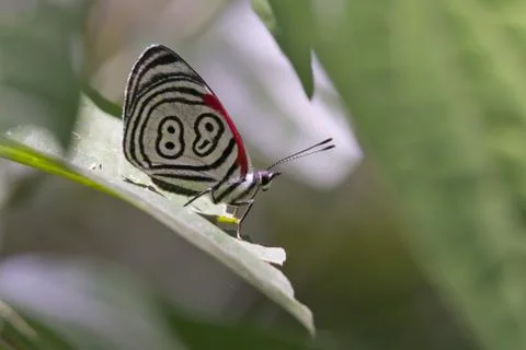 Butterfly 88 Stock Photos
