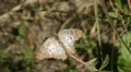 Butterfly _  open wings and fly away 3112012-1 HD Footage