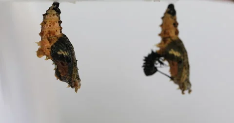 Butterfly is about to emerge from chrysalis,Leopard Lacewing Butterfly on white 動画素材 252177397