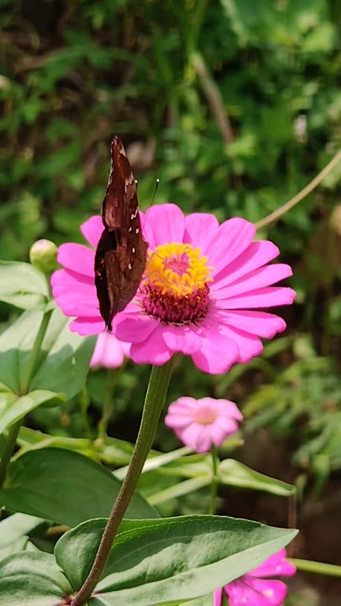 Butterfly activity on flowers Stock Footage 297741855