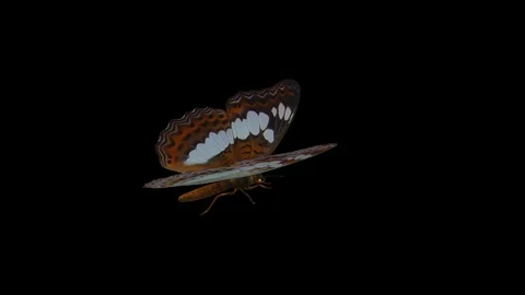 Butterfly Admiral - Flying Loop - Alpha Channel Stock Footage 94240131