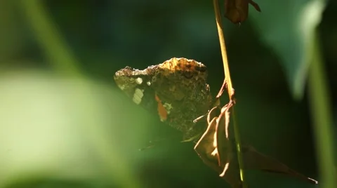 Butterfly Admiral sitting still closeup Stock Footage