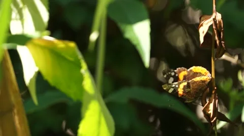 Butterfly Admiral sitting vertically Stock Footage 65423249