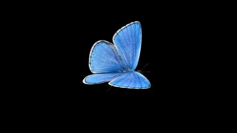 Butterfly Adonis - Flying Loop - Alpha Channel Stock Footage 94241021