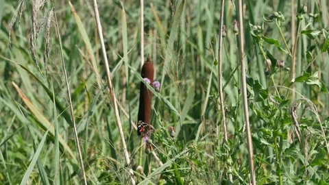 Butterfly on against a cane. 動画素材 116962464