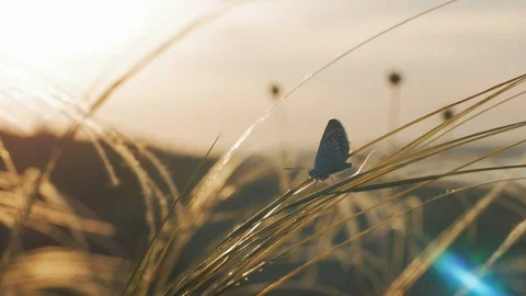 Butterfly against sunset Stockbeeldmateriaal 91795189