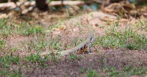 Butterfly agama lizard walking on grass, dry and green habitat blend, Stock-Footage 305932526