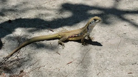 Butterfly agama or Small-scaled or Ground lizard on the sand Stock Footage 152921864
