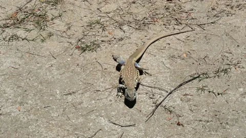 Butterfly agama or Small-scaled or Ground lizard walking on the sand Stock Footage 152921884