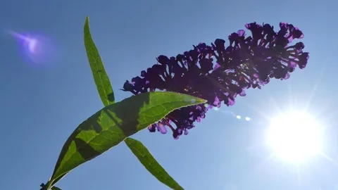 Butterfly Aglais io, Buddleja davidii - violet flowers, blue sky, rays of sun Stock Footage