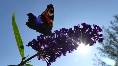 Butterfly Aglais io, Buddleja davidii, power wind, blue sky, rays of sun Stock Footage