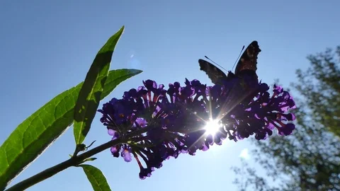 Butterfly Aglais io, Buddleja davidii, wind, blue sky, rays of sun Stock Footage