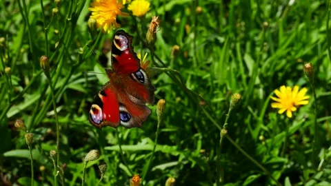 Butterfly Aglais io eats nectar on a yellow meadow flower. 動画素材 246923501