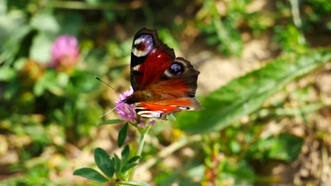 Butterfly Aglais io eats nectar on a  meadow flower 動画素材 249813082