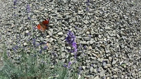 Butterfly Aglais io, European peacock, Inachis io, autumn sunny day on lavender Stock Footage