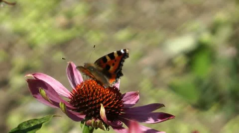 Butterfly (Aglais urticae) Stock Footage 10730700