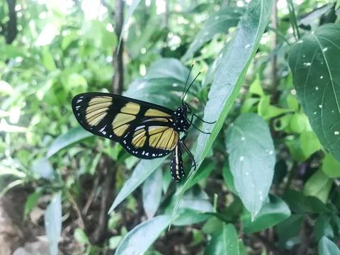 The butterfly alone on the leaf Stockfoto's