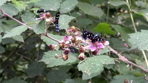 Butterfly amata phegea 스톡 동영상 112807830