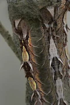 Butterfly, Amazon, Ecuador Foto stock