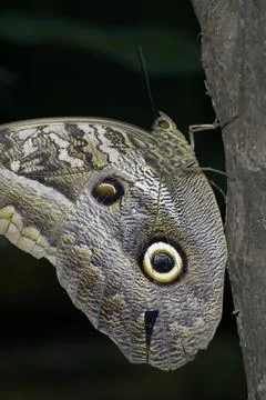 Butterfly, Amazon, Ecuador Stock Photos