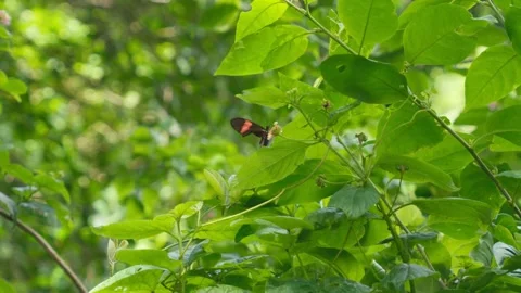Butterfly in Amazon Stock Footage 317885087