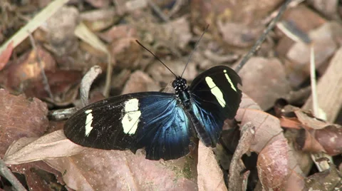 Butterfly Amazon Rain Forrest Vidéo 32958754
