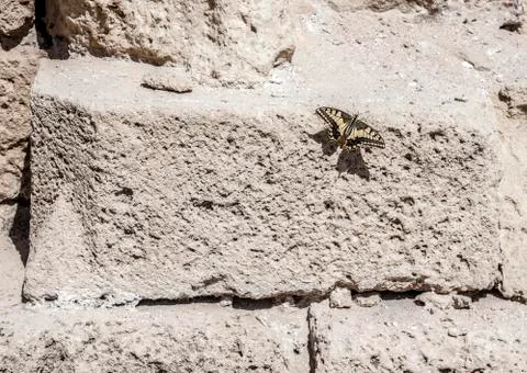 Butterfly on ancient brick Stock Photos
