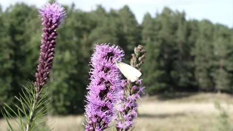 Butterfly and bee compete for nectar. Video stock 232598730