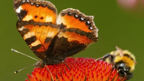 Butterfly and bee on flower. Stock Footage 307264576