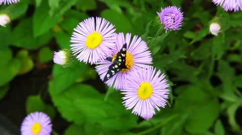 Butterfly and bee on flowers Stock Footage 12044827