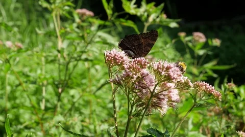 Butterfly and Bee 스톡 동영상 74655895