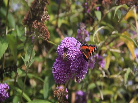 Butterfly and Bee Stock Footage 76796871