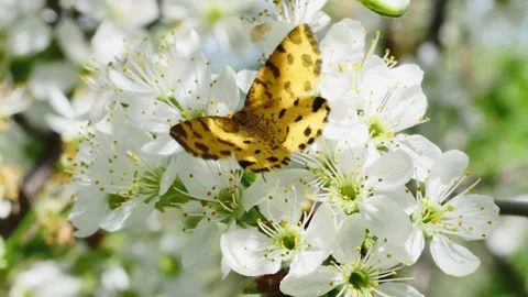 Butterfly and bee on a fruit tree branch, close-up Vídeos de archivo 272286283