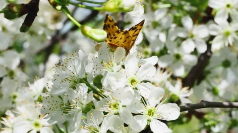 Butterfly and bee on a fruit tree branch full of flowers in the garden 스톡 동영상 272286396