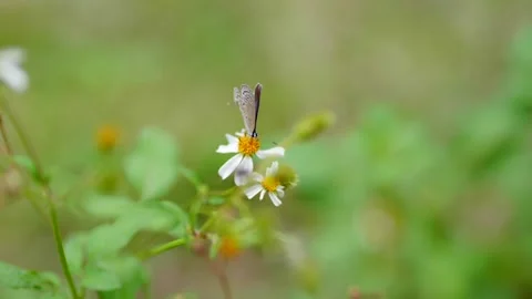 Butterfly and Bee Gathering Nectar Close Up on Flowers Macro Stock Footage 319613171
