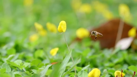 Butterfly and Bee Gathering Nectar Close Up on Flowers Macro Stock Footage 319613254