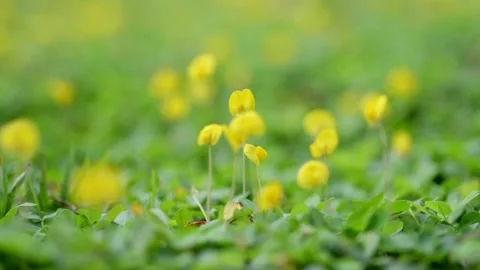 Butterfly and Bee Gathering Nectar Close Up on Flowers Macro Stock Footage 319613257