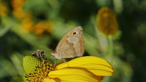 Butterfly and Bee Interacting on Yellow Coneflower, Slow Motion Macro Stock Footage 282862872