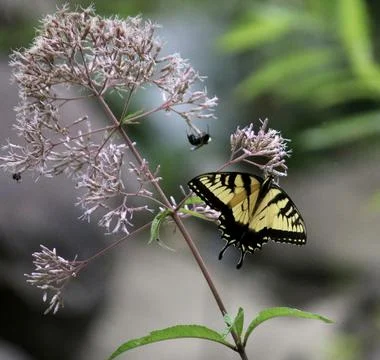 Butterfly and the Bee Stock Photos