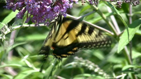 Butterfly and beetle Stock Footage 97812