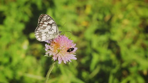 Butterfly and black bug on a lilac flower on a summer morning Stock Footage 102737152