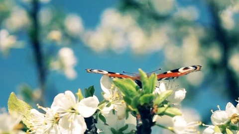 Butterfly and blossoming tree in spring Stock Footage 76189016