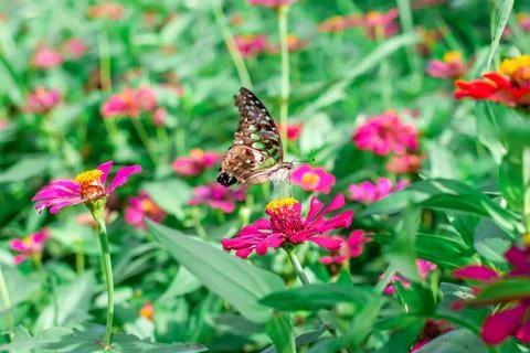 Butterfly and bright summer flowers Stock Photos